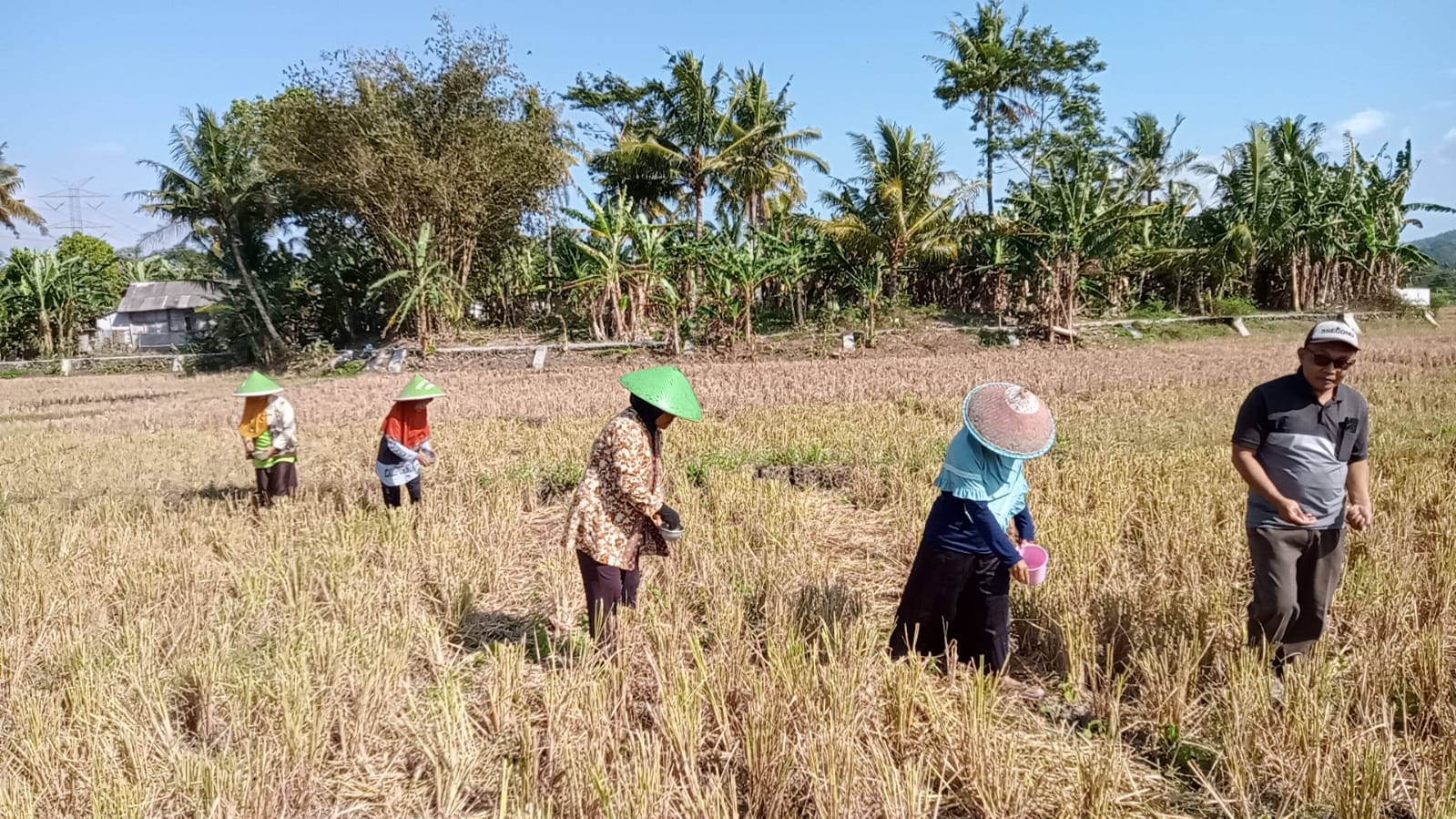 Musim Kemarau, KWT Cahaya Gemilang Manfaatkan Lahan Kosong untuk Budidaya Kacang Hijau